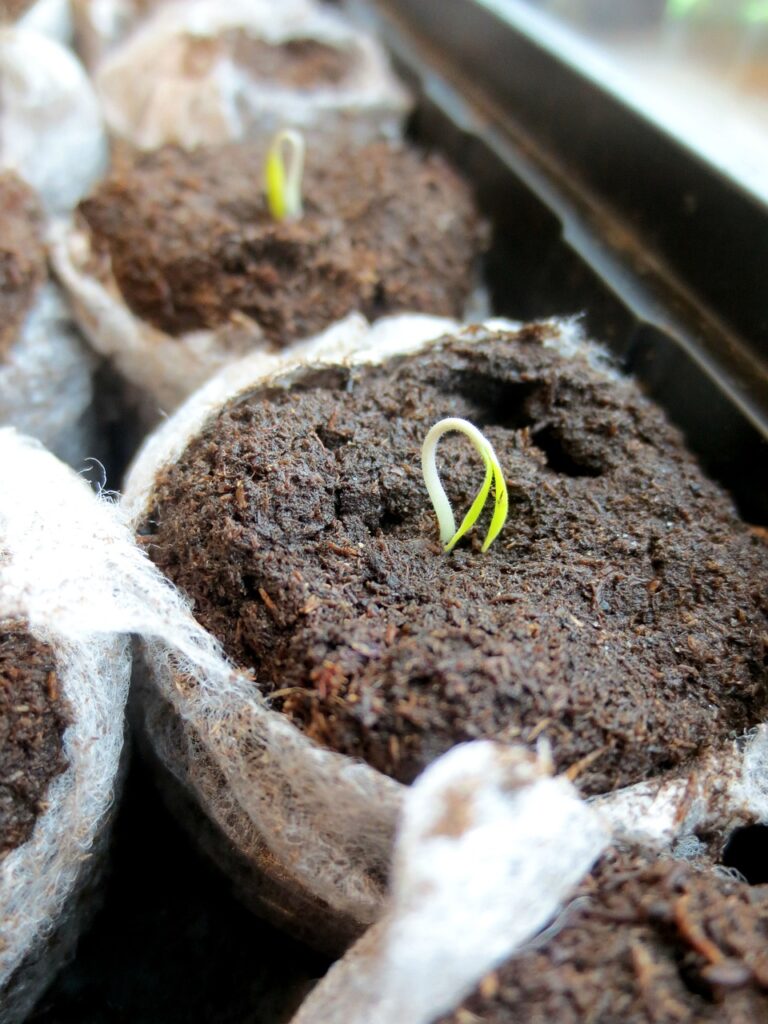 seedling for a small garden