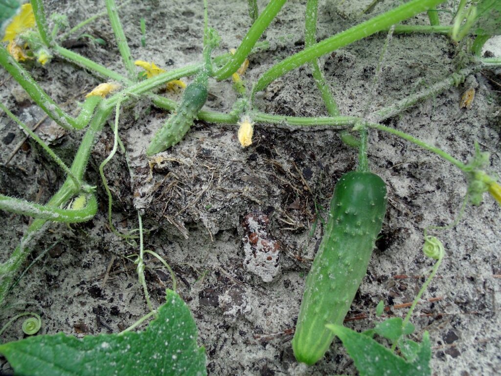 in the garden growing cucumbers in the garden growing cucumbers