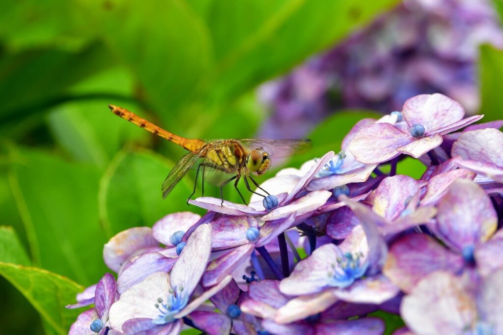 dragonfly choosing the right plant