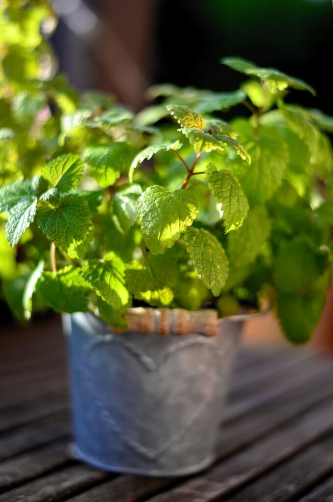 mint grown in windowsill