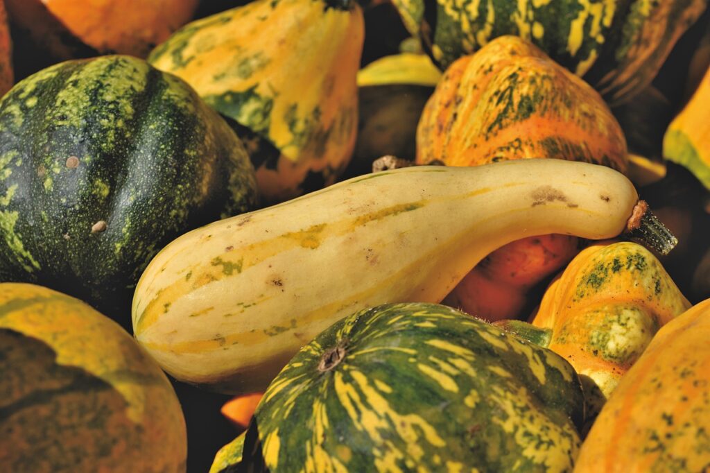 pumpkins and squash