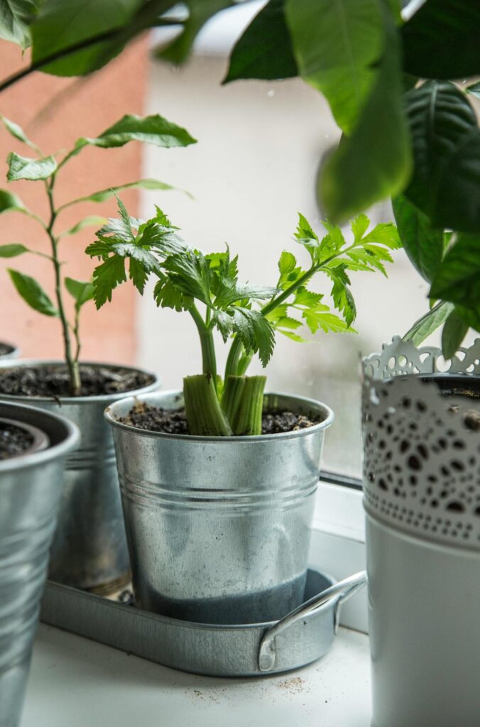 vegetables to grow indoors