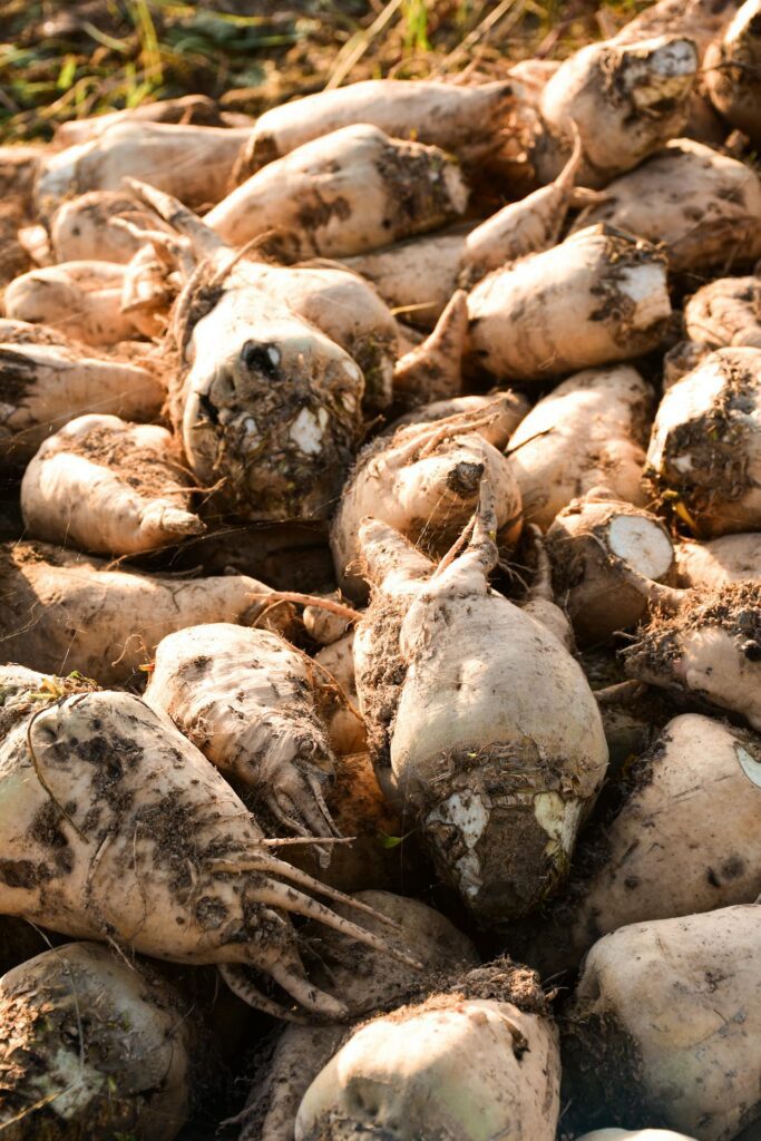 the benefits of sugar beets the benefits of sugar beets