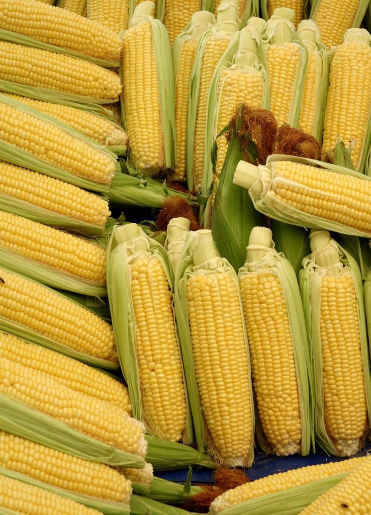 storing fresh corn