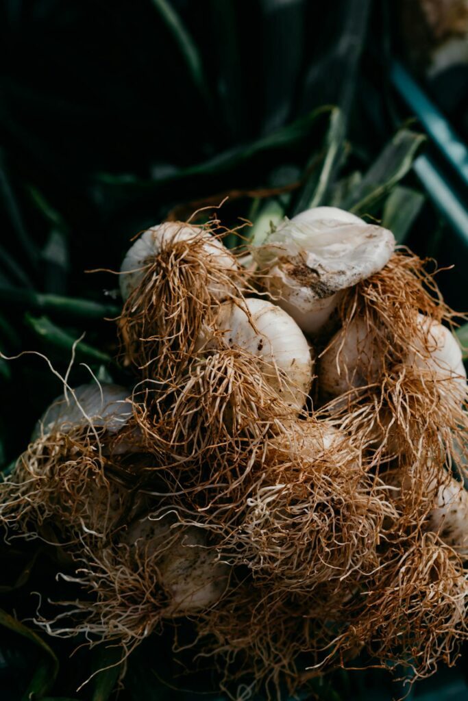 how to store garlic
