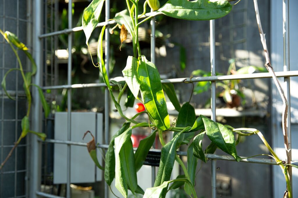 Bean vine fence Bean vine fence