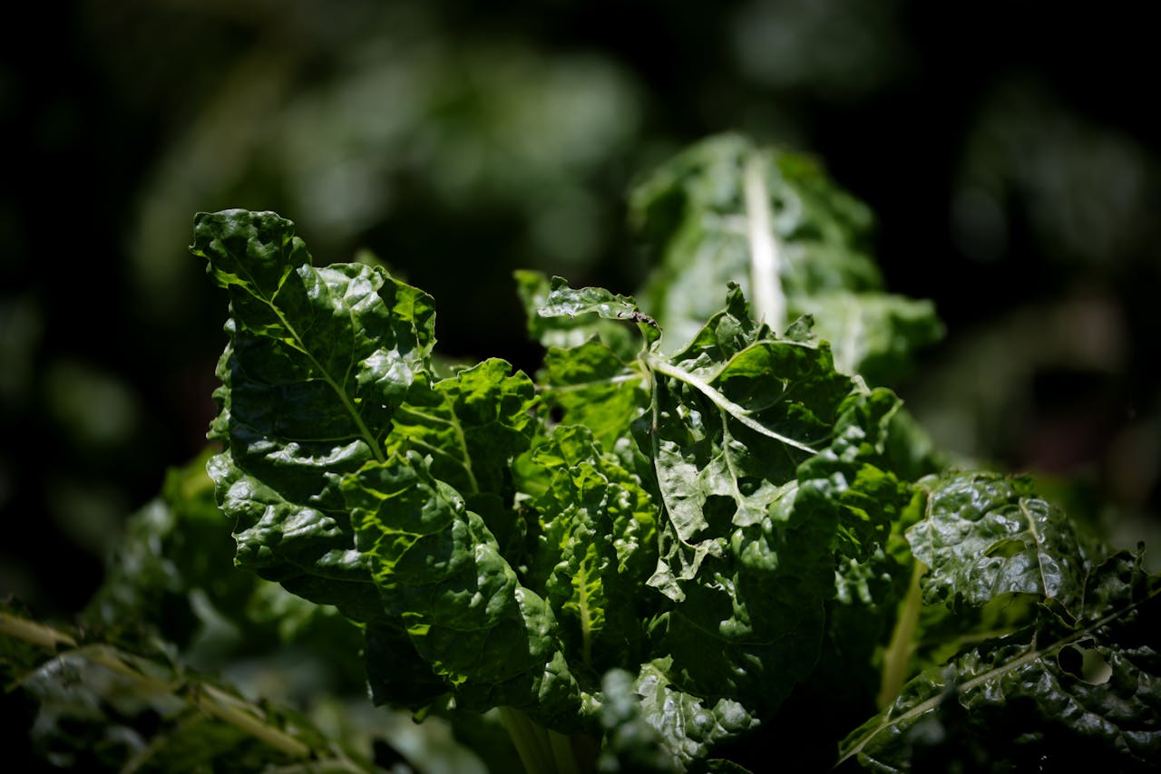 Feed the Poor with Blemished Produce - Vegetables For All